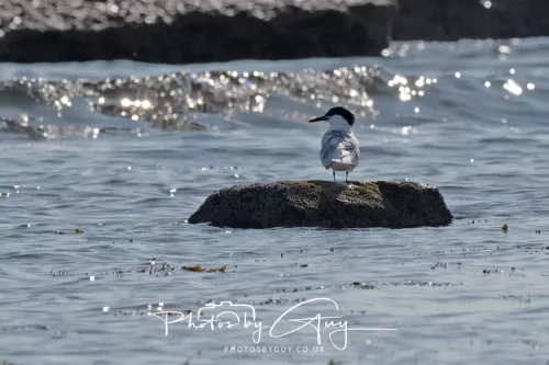 26 April 2026 - Isle of Arran, Whiting bay -Sandwich Tern