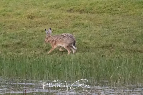 07 May 2026 - West Cumbria, Evening stroll and Hare