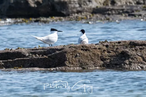 26 April 2026 - Isle of Arran, Whiting bay -Sandwich Tern