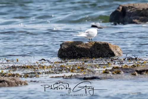 26 April 2026 - Isle of Arran, Whiting bay -Sandwich Tern
