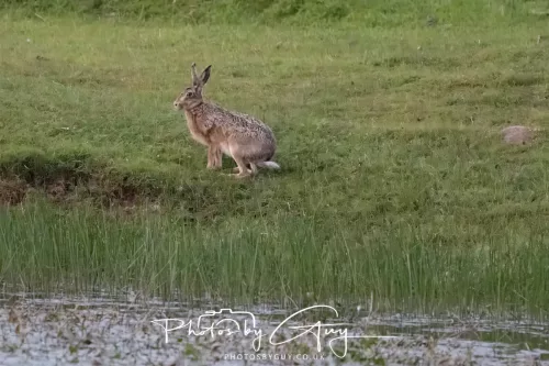 07 May 2026 - West Cumbria, Evening stroll and Hare
