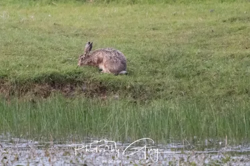 07 May 2026 - West Cumbria, Evening stroll and Hare