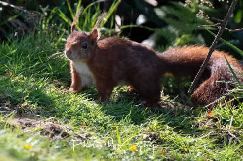 26 April 2026 - Isle of Arran, Whiting bay - Red Squirrels