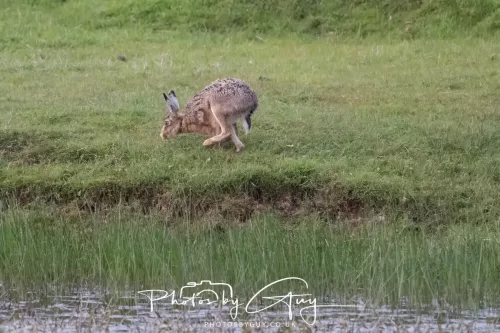 07 May 2026 - West Cumbria, Evening stroll and Hare