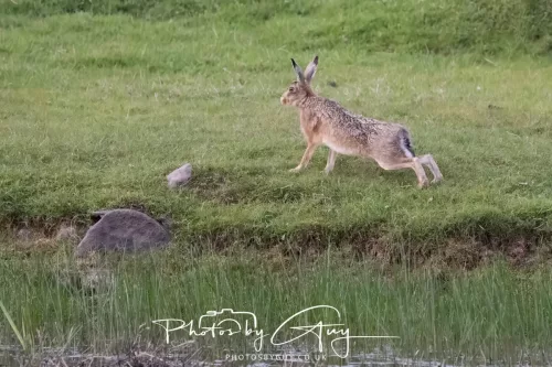 07 May 2026 - West Cumbria, Evening stroll and Hare