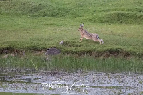 07 May 2026 - West Cumbria, Evening stroll and Hare