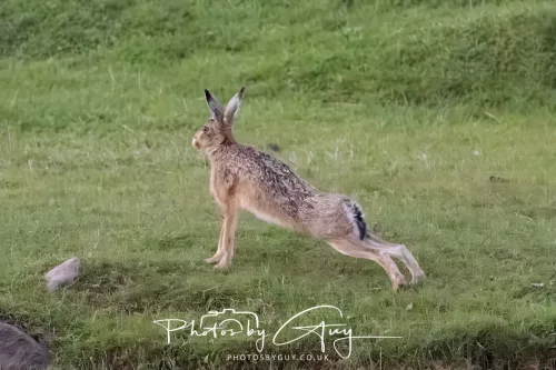 07 May 2026 - West Cumbria, Evening stroll and Hare