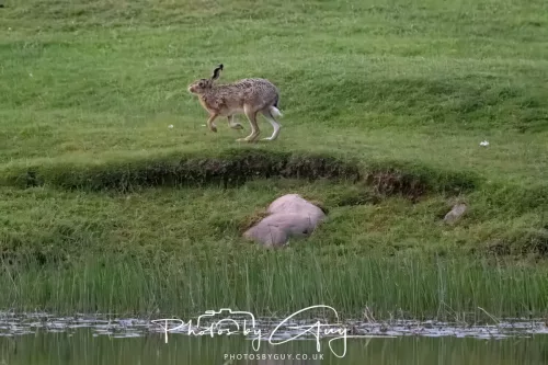 07 May 2026 - West Cumbria, Evening stroll and Hare