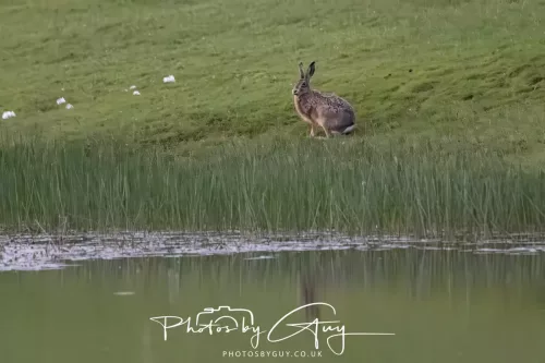 07 May 2026 - West Cumbria, Evening stroll and Hare