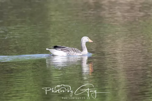 08 May 2026 - West Cumbria - Greylag