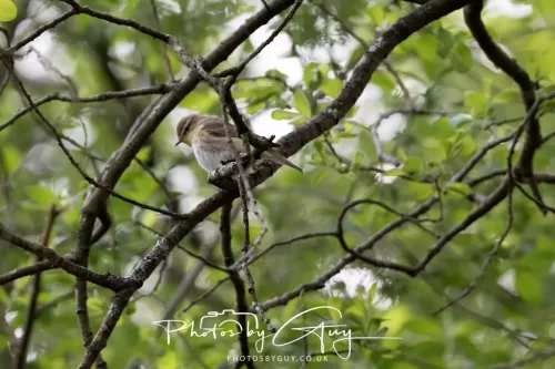 08 May 2026 - West Cumbria - Willow Warbler