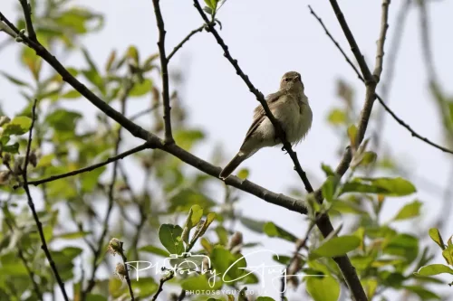 08 May 2026 - West Cumbria - Willow Warbler