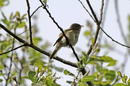 08 May 2026 - West Cumbria - Willow Warbler