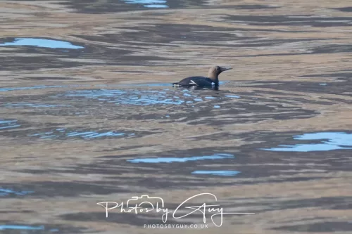 26 April 2026 - Isle of Arran, Whiting bay - Guillemot