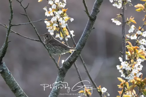 26 April 2026 - Isle of Arran, Whiting bay -Thrush