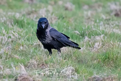 26 April 2026 - Isle of Arran, Whiting bay - Hooded Crow
