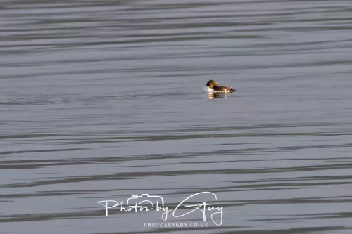 27 April 2026 - Isle of Arran, Kingcross Point, early morning - Guillemot