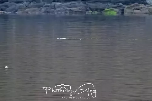 27 April 2026 - Isle of Arran, Kingcross Point, early morning - Otter