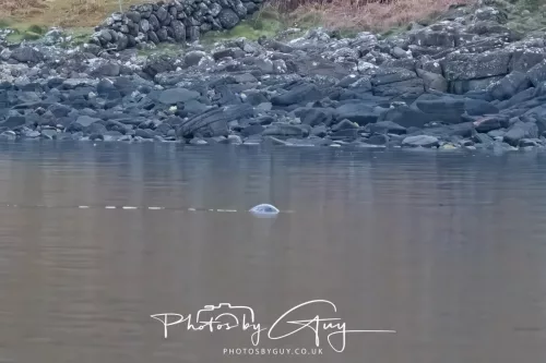 27 April 2026 - Isle of Arran, Kingcross Point, early morning - Otter