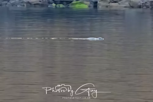 27 April 2026 - Isle of Arran, Kingcross Point, early morning - Seal