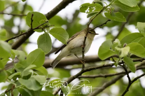 08 May 2026 - West Cumbria - Willow Warbler