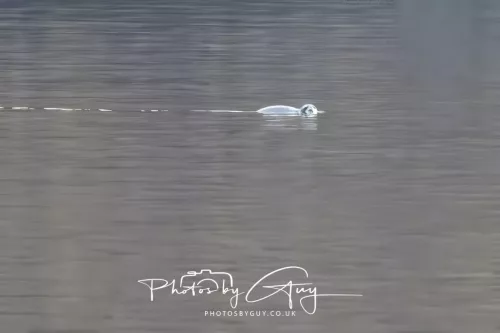 27 April 2026 - Isle of Arran, Kingcross Point, early morning - Seal