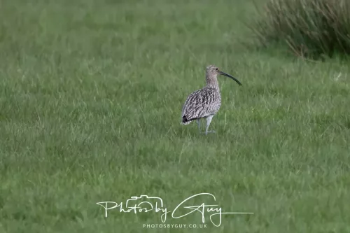 08 May 2026 - West Cumbria - Curlew