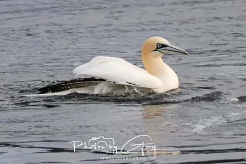 27 April 2026 - Isle of Arran, Kingcross Point, early morning - Gannet
