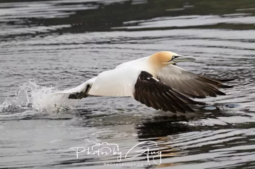 27 April 2026 - Isle of Arran, Kingcross Point, early morning - Gannet
