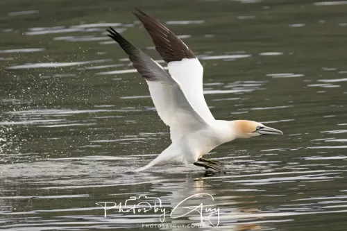 27 April 2026 - Isle of Arran, Kingcross Point, early morning - Gannet