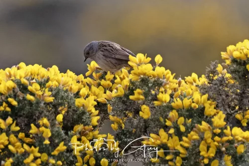 08 May 2026 - West Cumbria - Dunnock