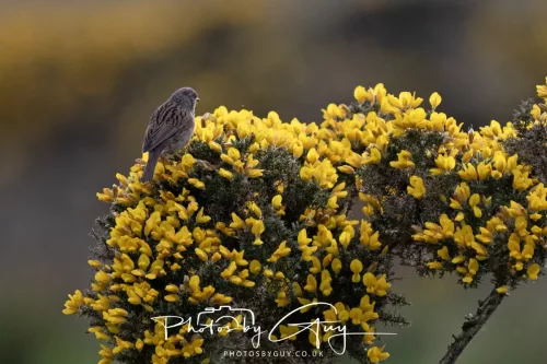 08 May 2026 - West Cumbria - Dunnock