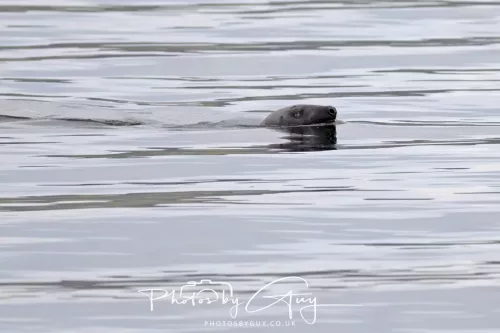 27 April 2026 - Isle of Arran, Kingcross Point, early morning - Seal