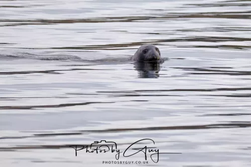 27 April 2026 - Isle of Arran, Kingcross Point, early morning - Seal