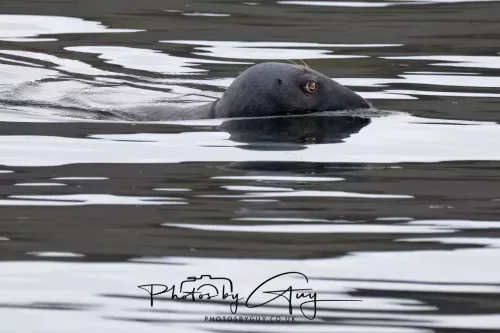 27 April 2026 - Isle of Arran, Kingcross Point, early morning - Seal