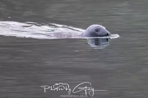 27 April 2026 - Isle of Arran, Kingcross Point, early morning - Seal