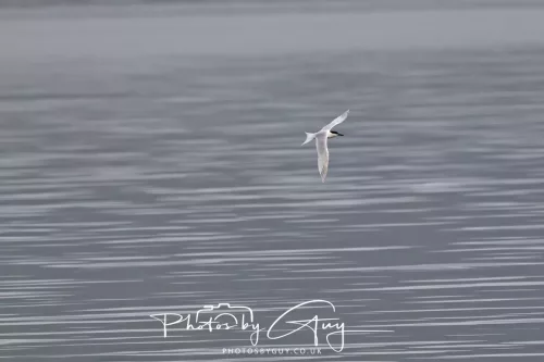 27 April 2026 - Isle of Arran, Kingcross Point, early morning - Sandwich Tern