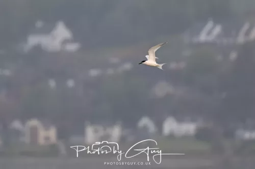 27 April 2026 - Isle of Arran, Kingcross Point, early morning - Sandwich Tern
