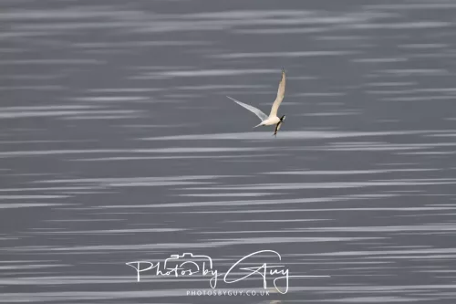 27 April 2026 - Isle of Arran, Kingcross Point, early morning - Sandwich Tern with fish