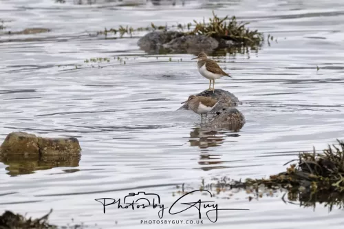 27 April 2026 - Isle of Arran, Kingcross Point, early morning - Sandpipers