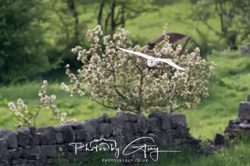 08 May 2026 - West Cumbria - Barn Owl