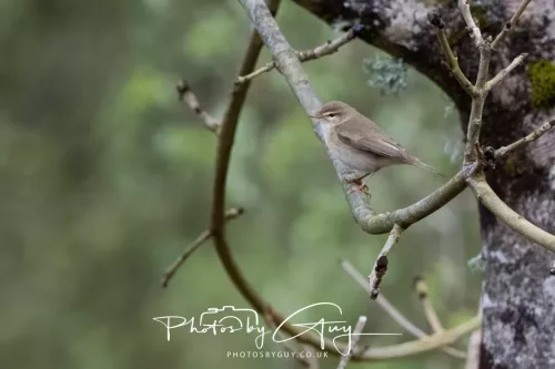27 April 2026 - Isle of Arran, Lamlash Bay - Willow Warbler