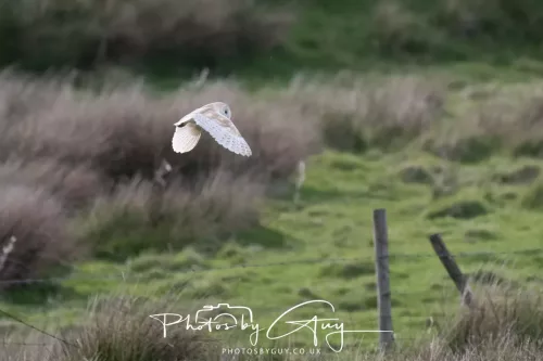 08 May 2026 - West Cumbria - Barn Owl