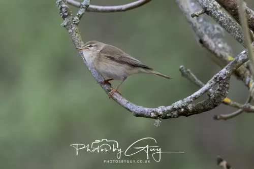 27 April 2026 - Isle of Arran, Lamlash Bay - Willow Warbler