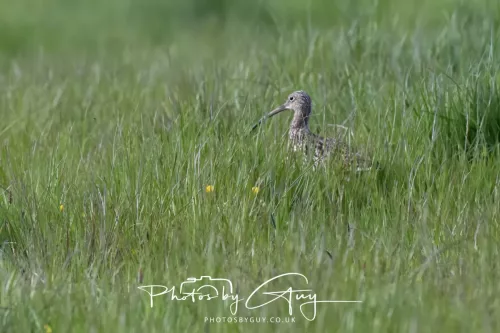 08 May 2026 - West Cumbria - Curlew