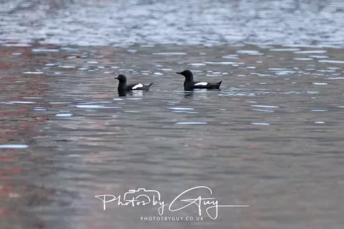 27 April 2026 - Isle of Arran, Lamlash Bay - Guillimots