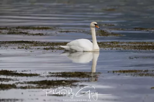27 April 2026 - Isle of Arran, Lamlash Bay - Mute Swan