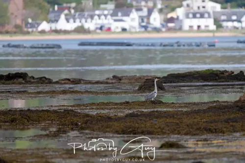 27 April 2026 - Isle of Arran, Lamlash Bay - Heron