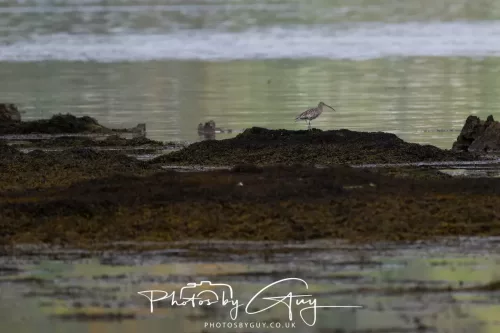27 April 2026 - Isle of Arran, Lamlash Bay - Curlew
