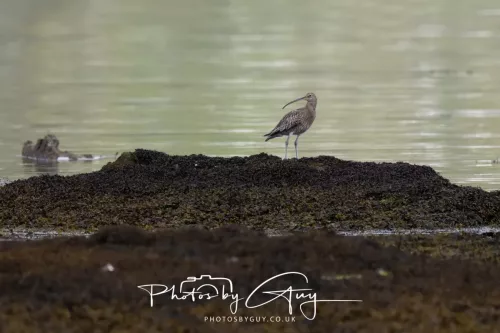 27 April 2026 - Isle of Arran, Lamlash Bay - Curlew